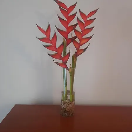 Recanto Da Madeira. Ribeira Brava